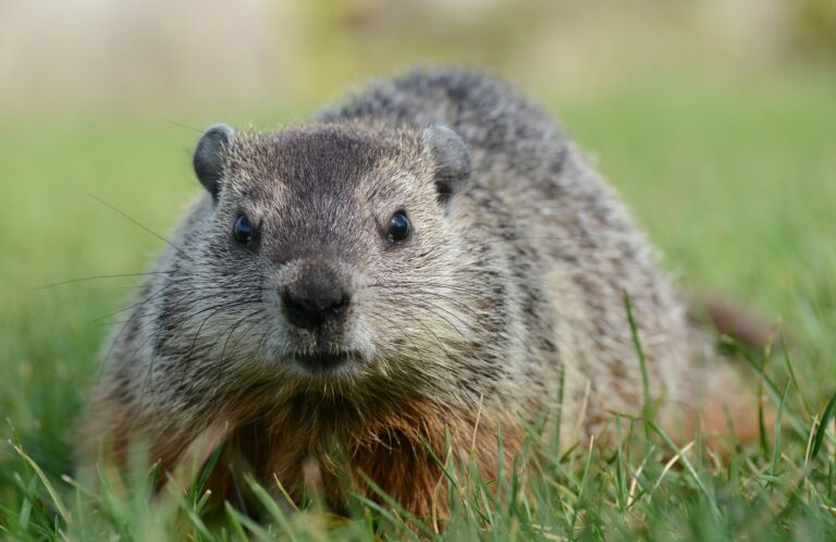 The History of Groundhog Day & Punxsutawney Phil