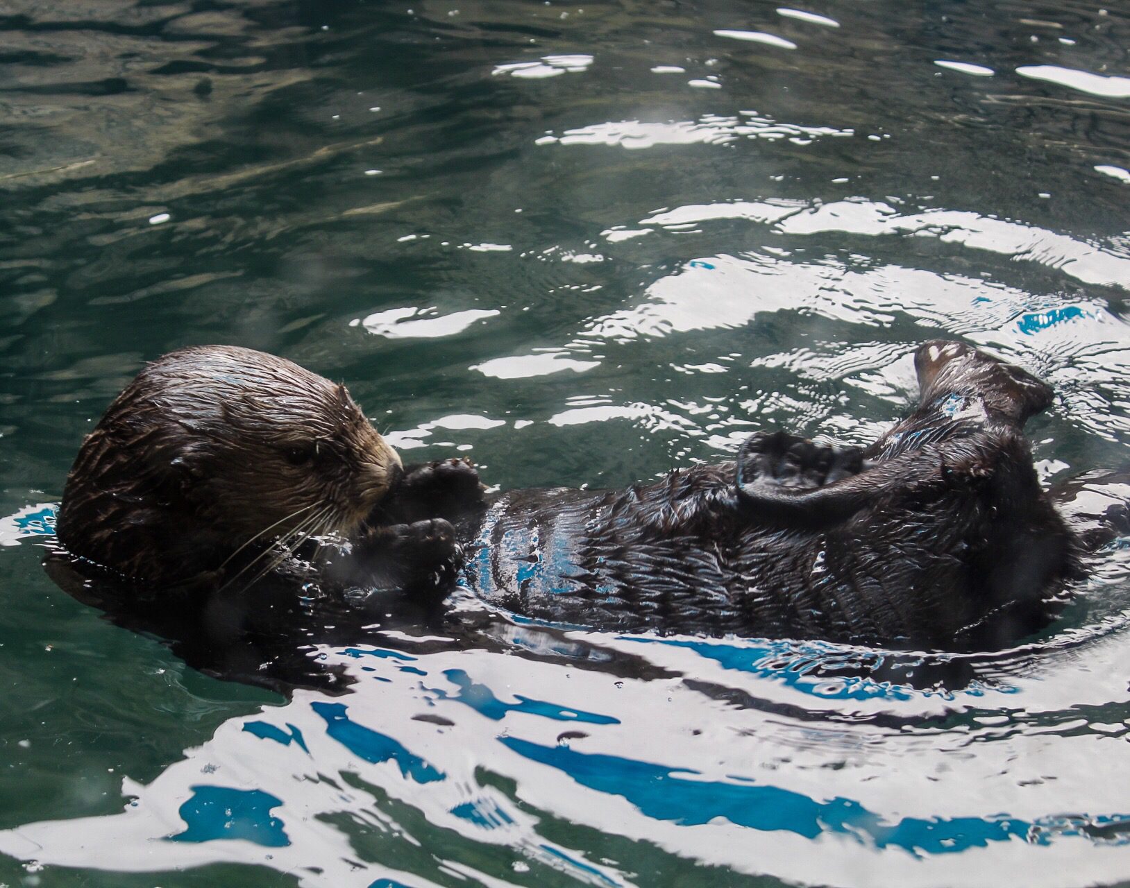 beauty in nature water zoo ripples otter ripples in water pittsburgh zoo t20 mR8gvE