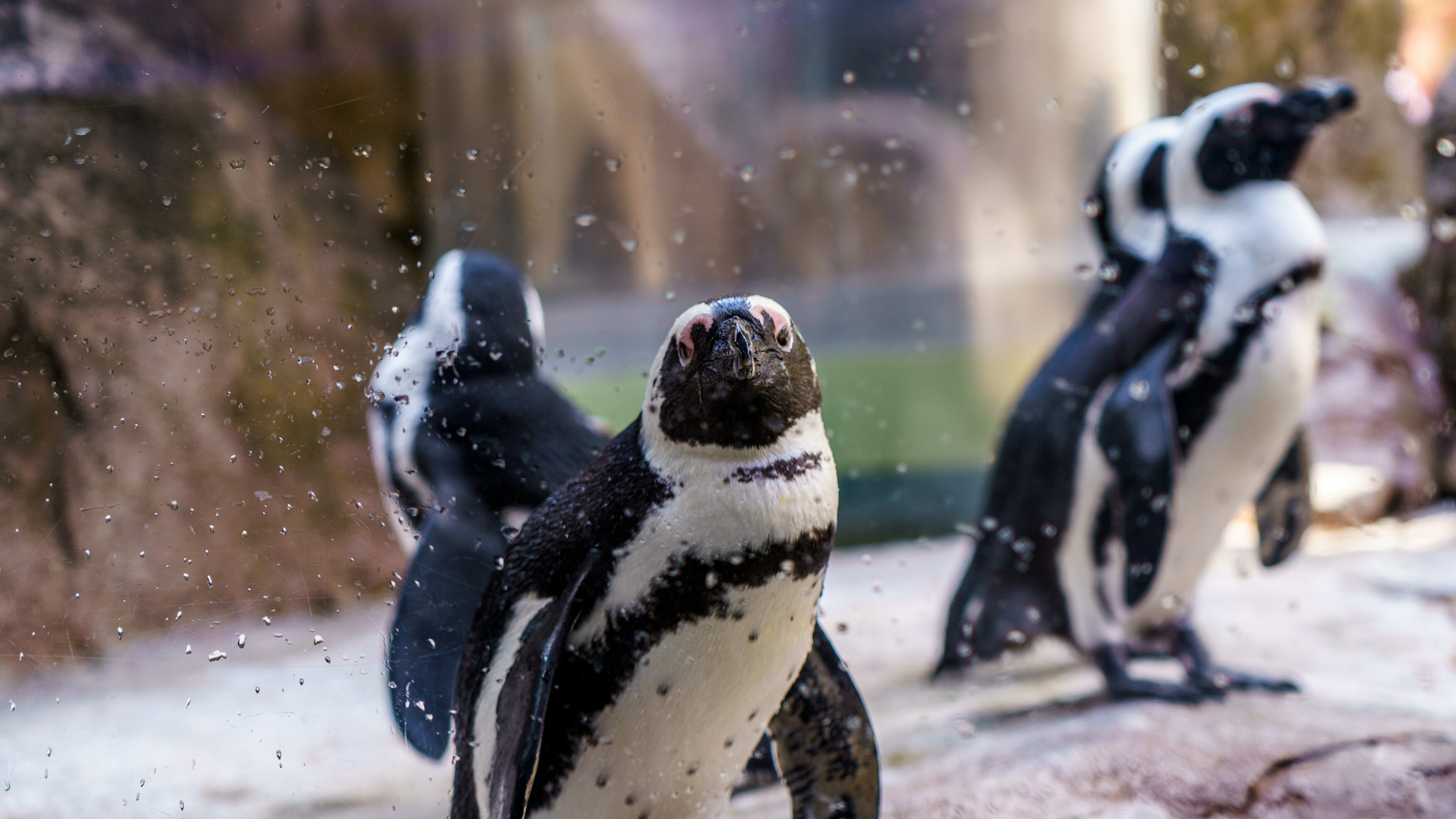 fun things to do in pittsburgh with kids  national aviary
