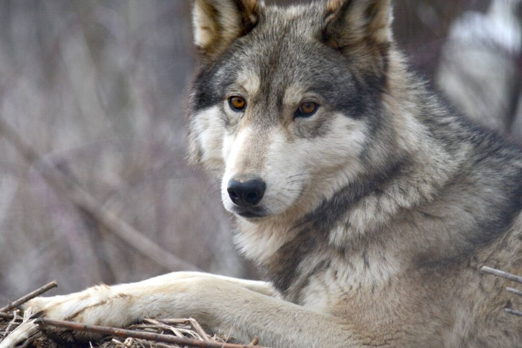 wolf sanctuary in pa