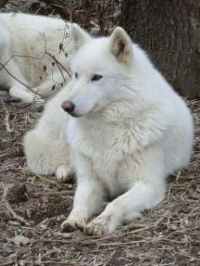 Wolf Sanctuary of Pennsylvania in Lititz, PA
