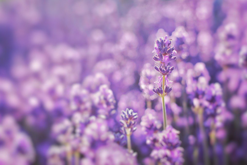 lavender gardens to visit in pennsylvania