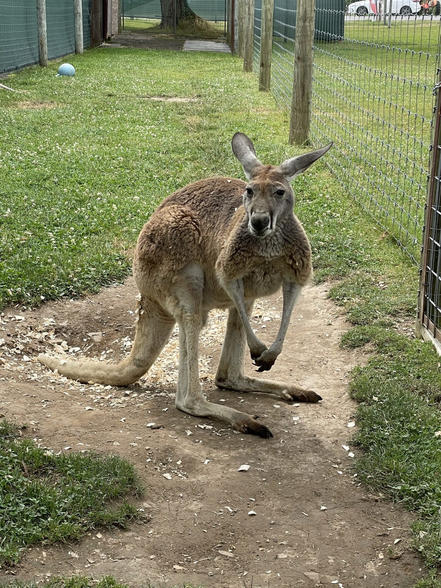 safari farm petting zoo red kangaroo