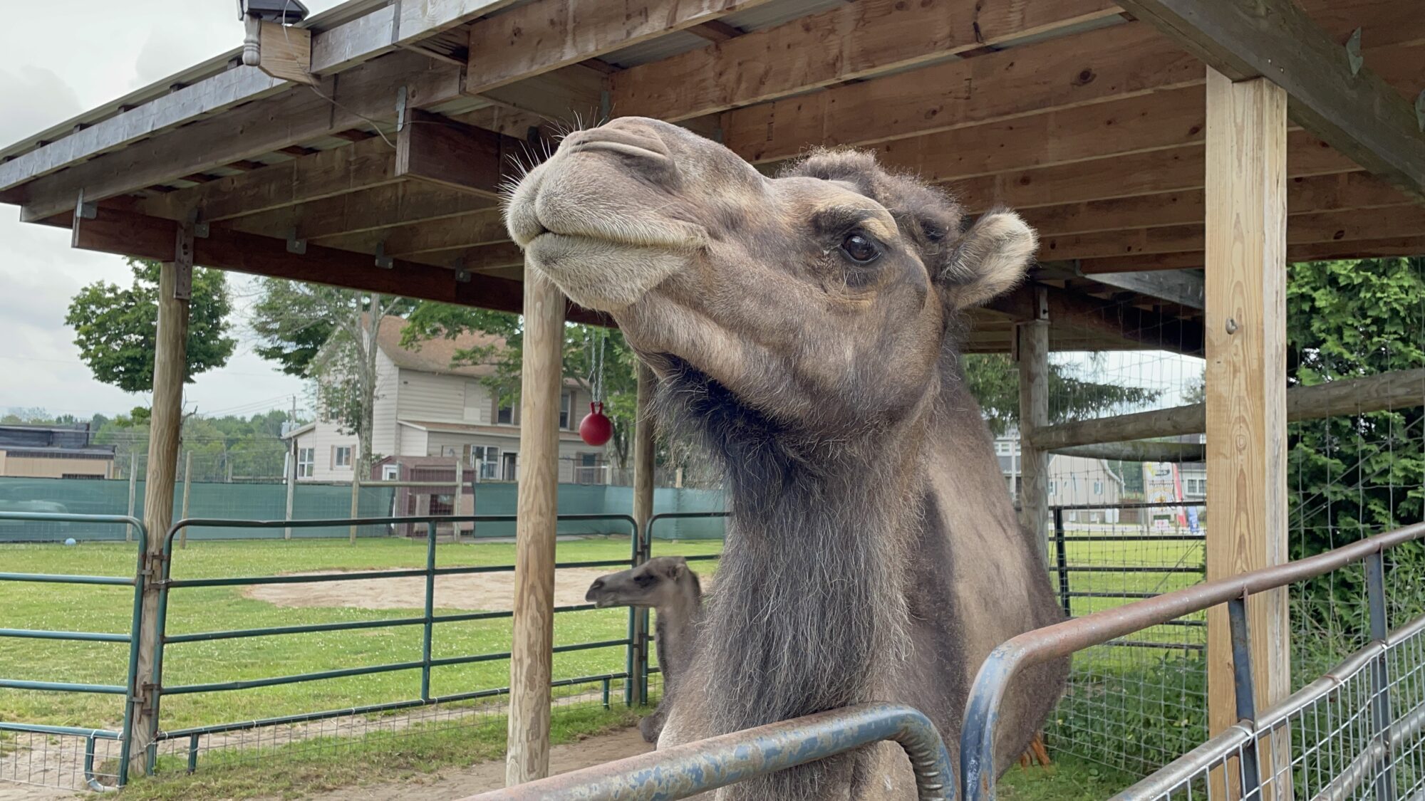 incidenti zoo safari fasano