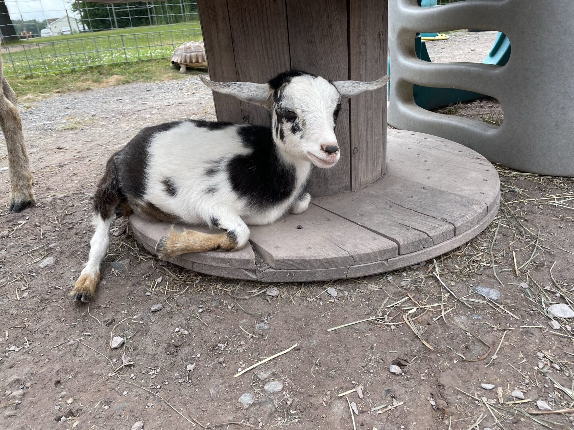 wildlife ranch safari petting zoo