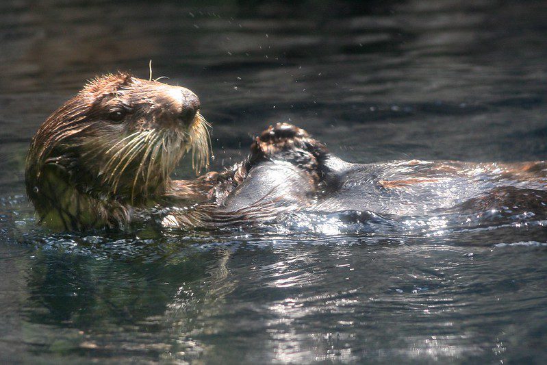 sea otters aquariums in pennsylvania