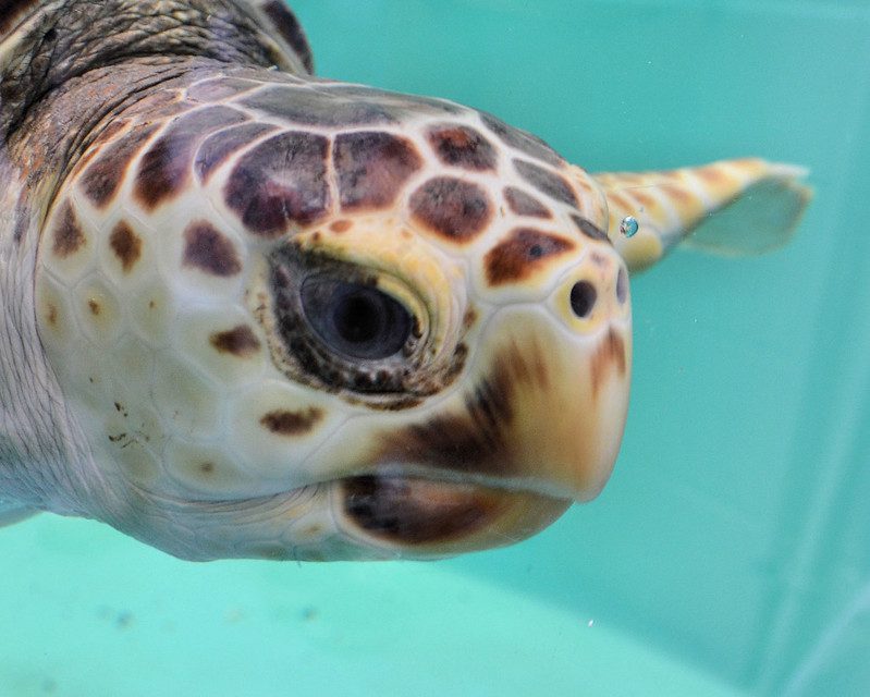 sea turtles at PPG aquariums in pennsylvania