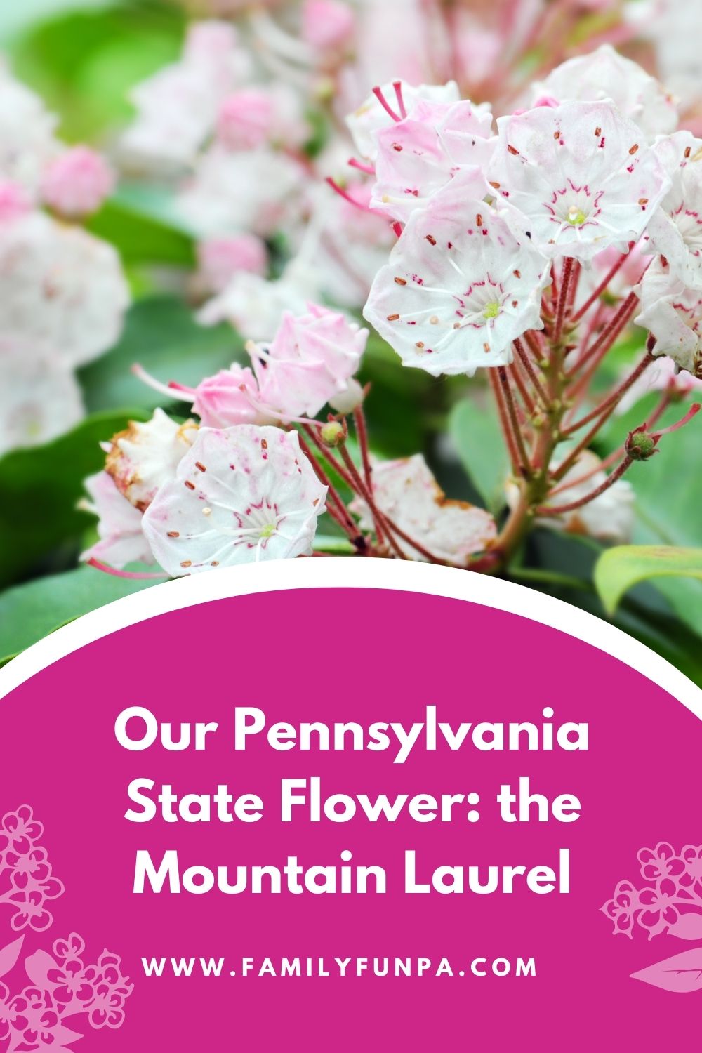 Our Pennsylvania State Flower the Mountain Laurel