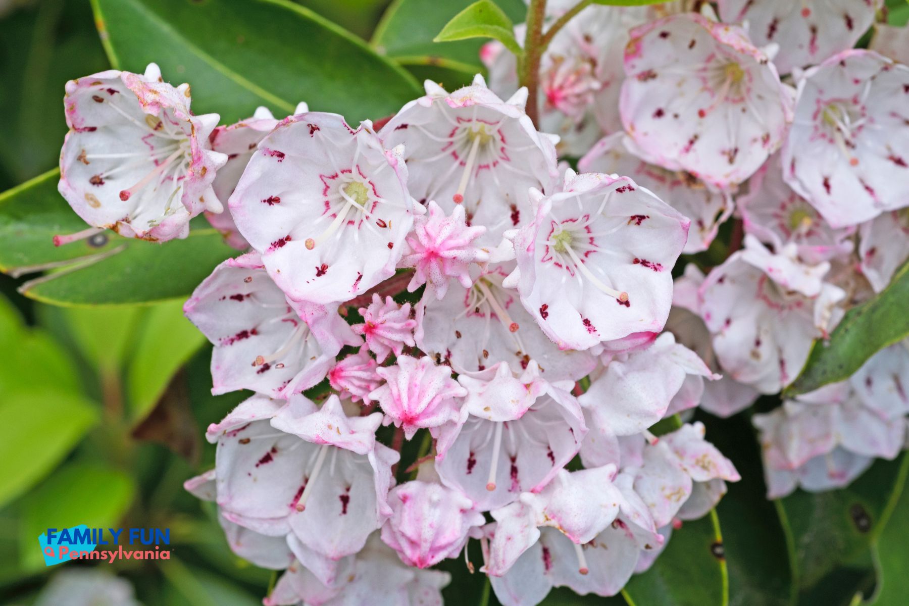 Pennsylvania State Flower The Mountain Laurel