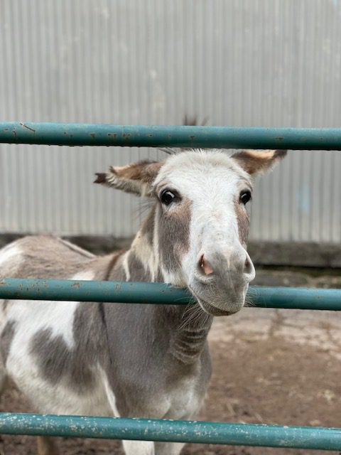 safari farm petting zoo 1 8